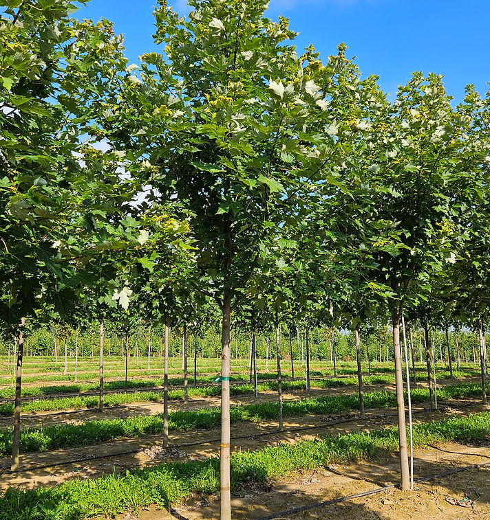 Celebration® Maple
