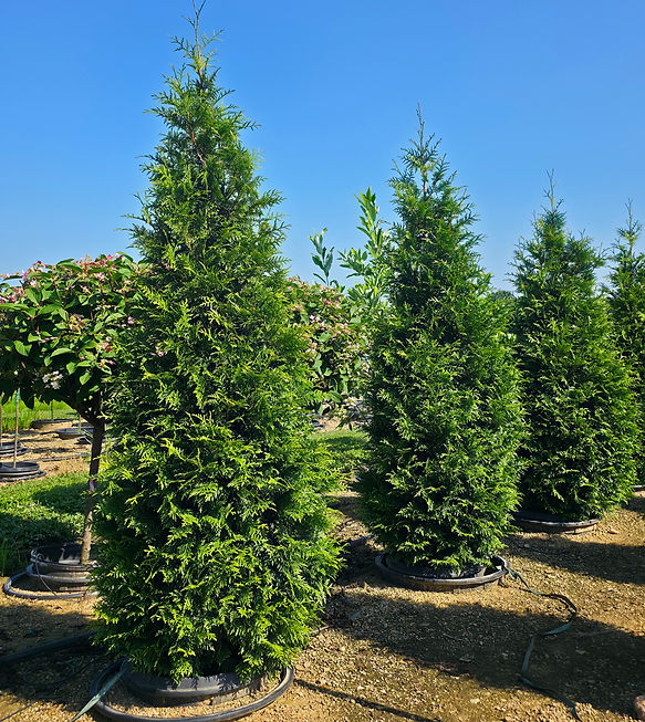 Junior Giant Arborvitae