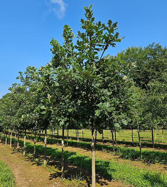Burr Oak