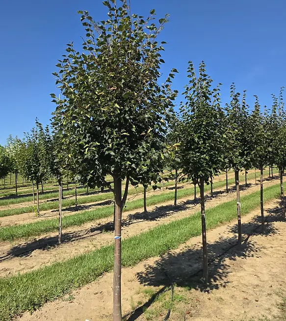 Corinthian® Linden