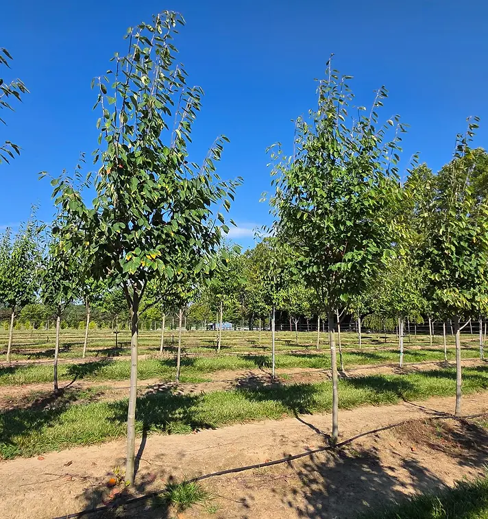 Cumulus® Serviceberry