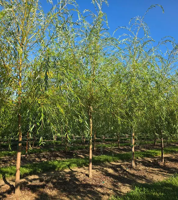 Niobe Golden Weeping Willow