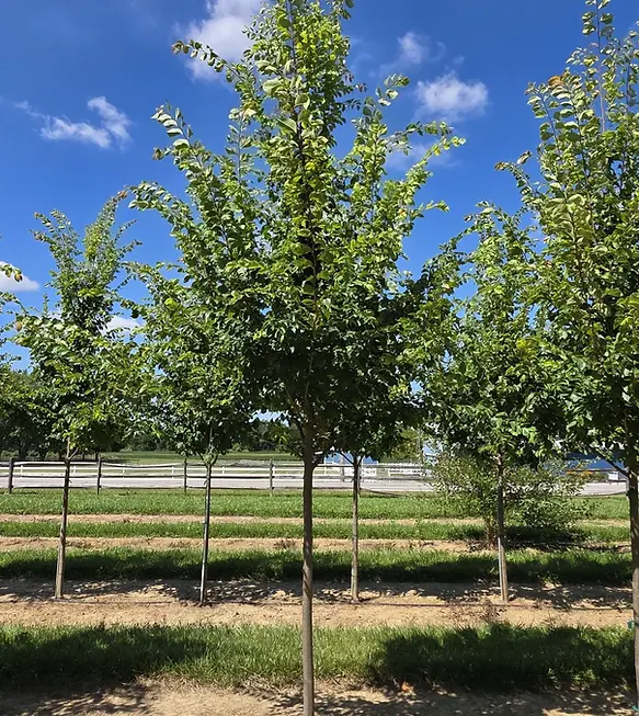 Frontier Elm