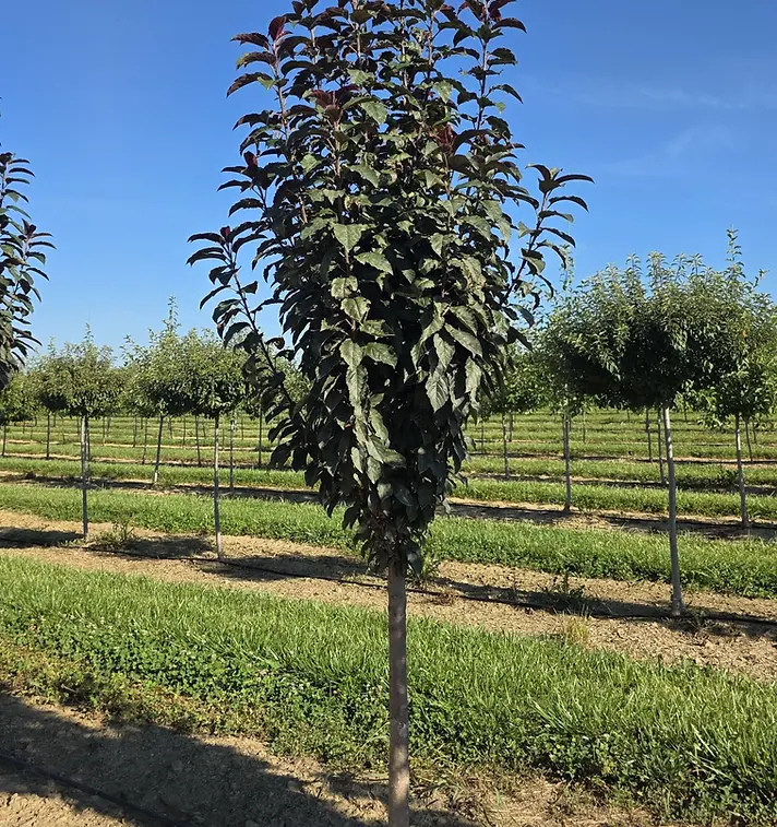 Raspberry Spear™ Crabapple