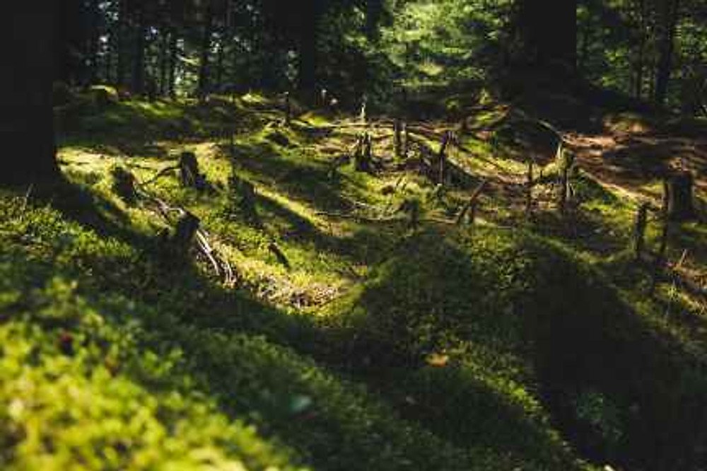 green grass