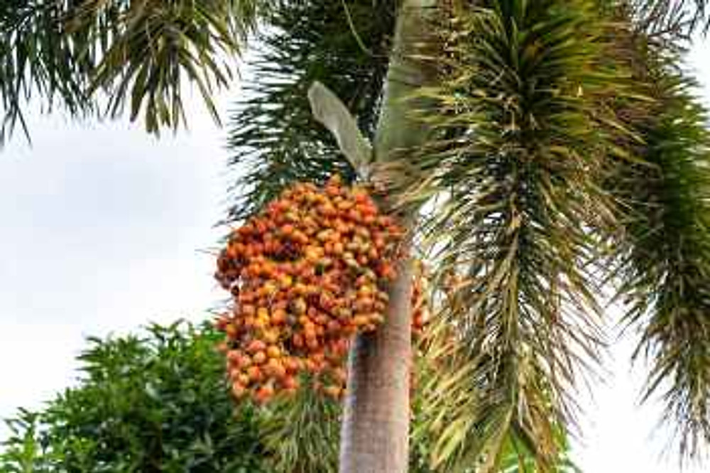 green palm tree
