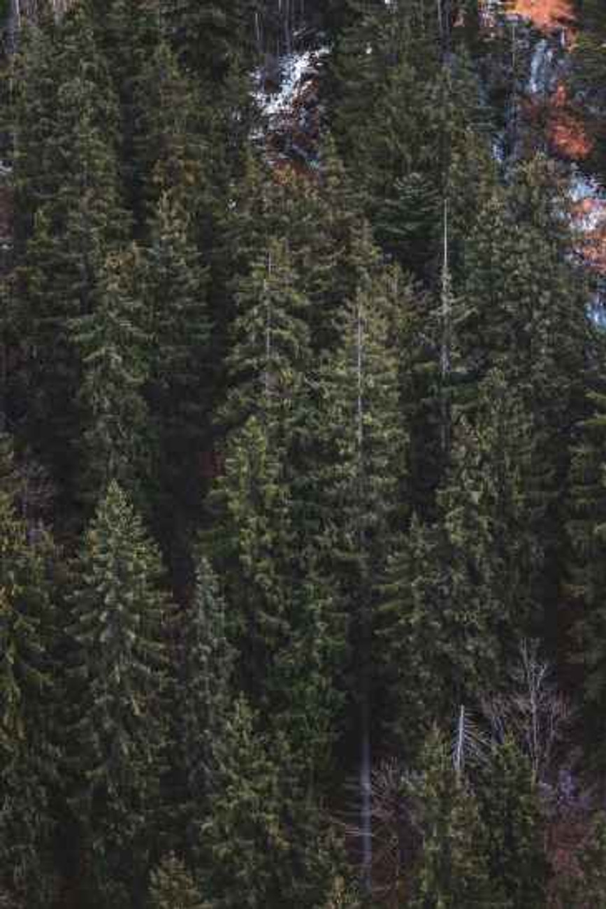 photo of green pine trees