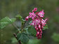 Ribes sanguineum glutinosum var. 'Heart's Delight'