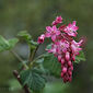 Ribes sanguineum glutinosum var. 'Heart's Delight'