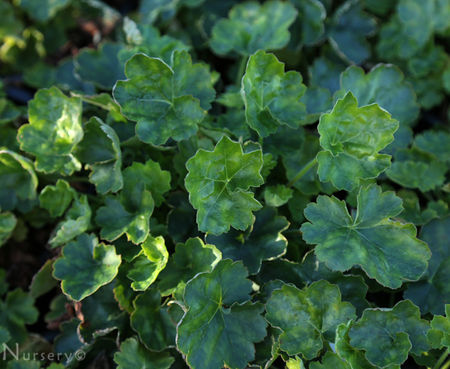 Heuchera 'Santa Ana Cardinal' - Coral Bells
