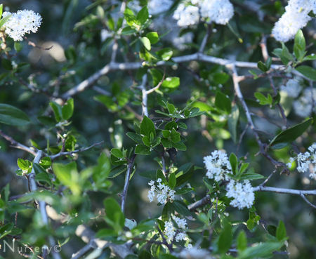 Ceanothus oliganthus sorediatus var. - Jim Brush