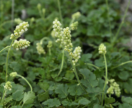 Heuchera cylindrica - Roundleaf alumroot