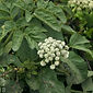 Angelica hendersonii