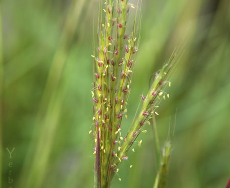 Bothriochloa barbinodis - Cane Bluestem