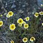 Layia platyglossa