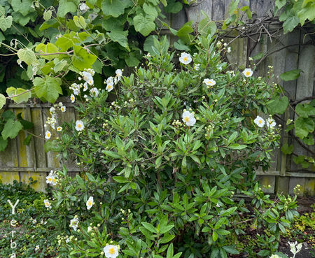 Carpenteria californica - Bush Anemone