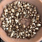 Triteleia hyacinthina