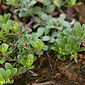 Arctostaphylos uva-ursi 'Woods Compact'