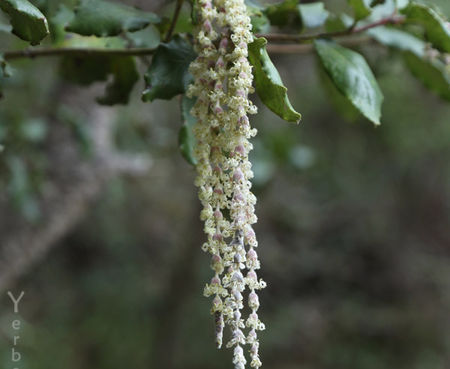 Garrya elliptica - Coast Silktassel