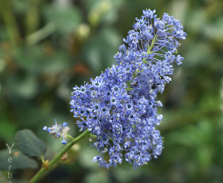 Ceanothus 'Tassajara Blue' - Tassajara Blue Wild Lilac
