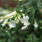 Epilobium canum 'Summer Snow'