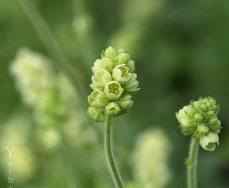 Heuchera cylindrica - Roundleaf alumroot