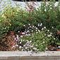 Verbena lilacina 'Paseo Rancho'