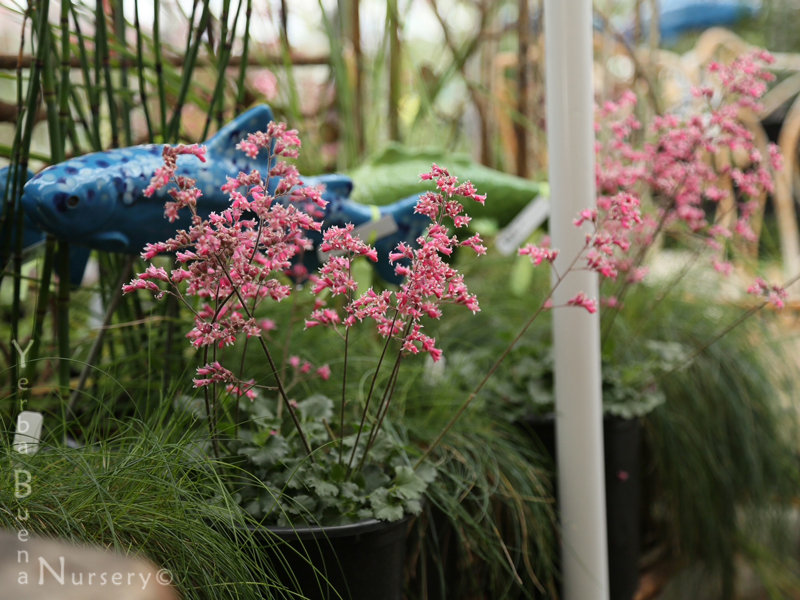 Heuchera 'Canyon Duet' - Canyon Duet Heuchera