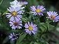 Aster chilensis 'Purple Haze'