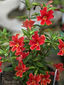 Mimulus 'Jelly Bean Sangria'