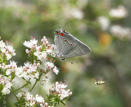 Eriogonum fasciculatum 'Warriner Lytle' - California Buckwheat