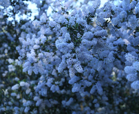 Ceanothus oliganthus sorediatus var. - Jim Brush