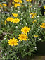 Eriophyllum lanatum 'Horseshoe Cove'