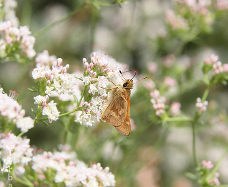 Eriogonum fasciculatum 'Warriner Lytle' - California Buckwheat