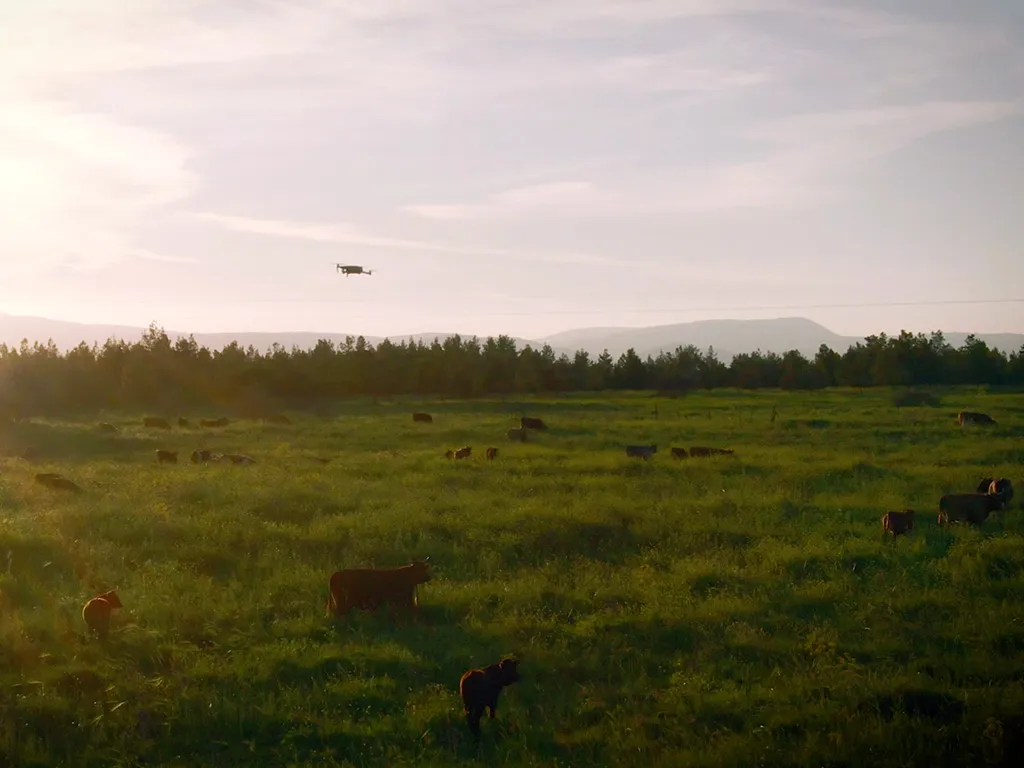 drones for livestock management