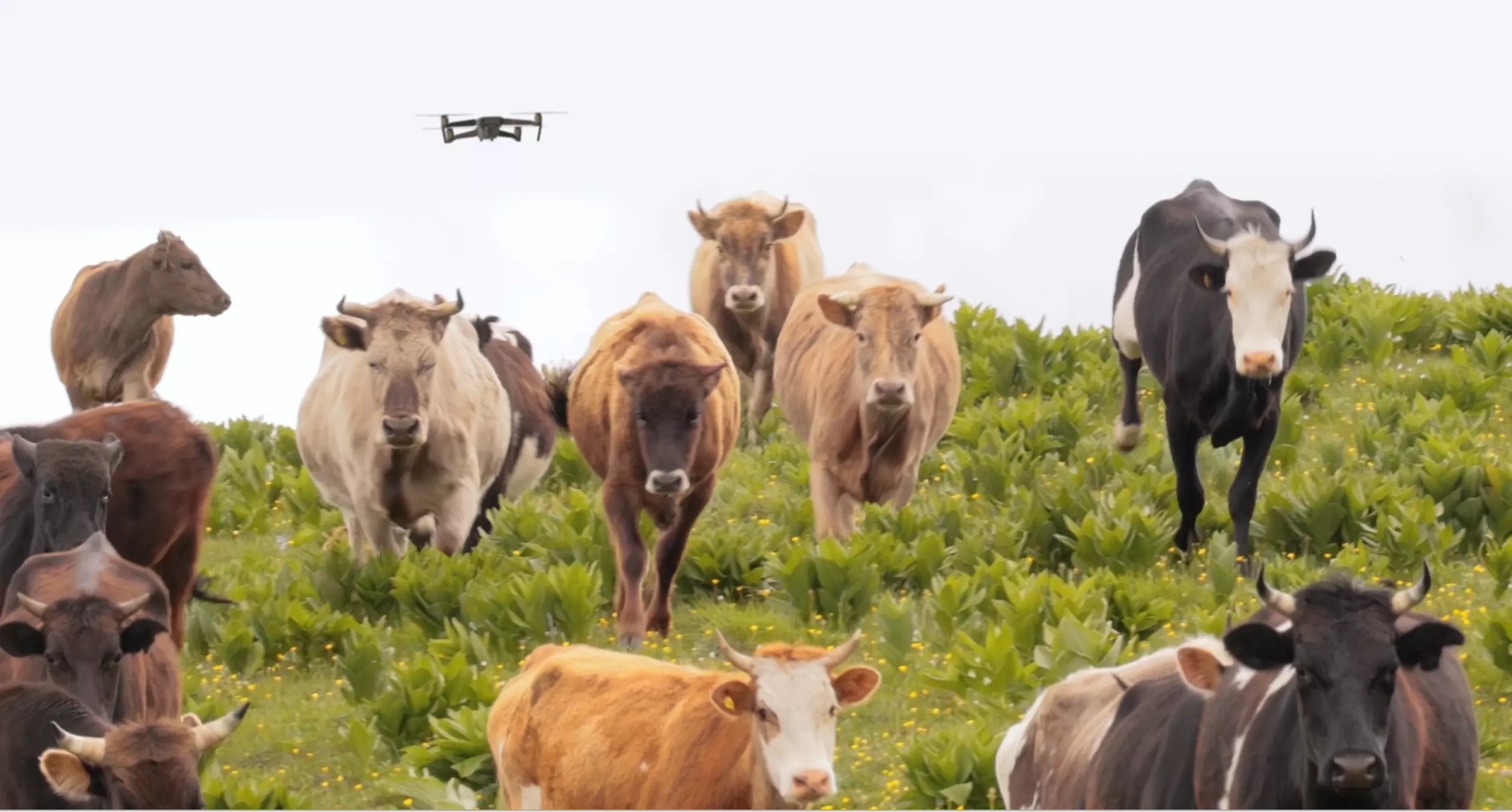 Drone moving cattle herd