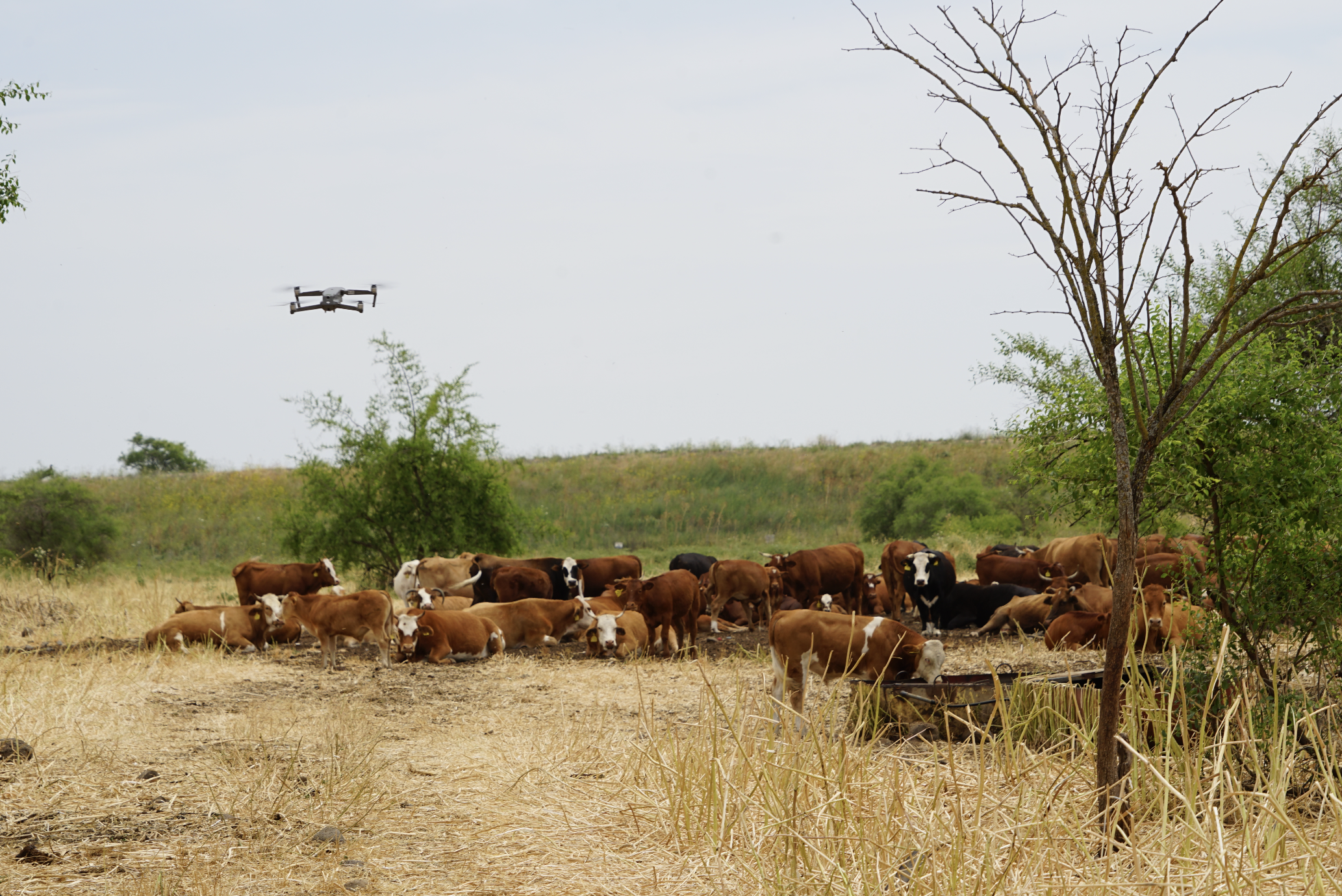 a drone monitoring a cattle herd