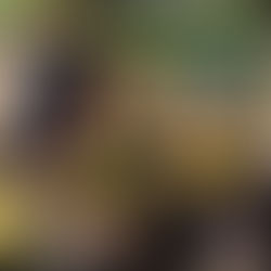 After School se suman al cuidado del medio ambiente