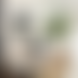 fiddle leaf fig, transitional living room, white couch