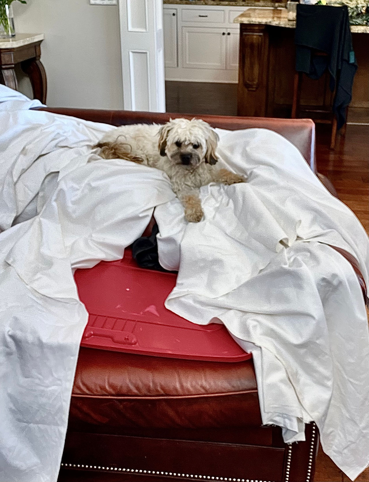 dog on couch, cute dog on blanket
