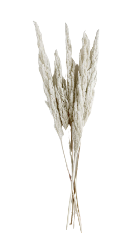 Crate & Barrel Grass Blume Dried Botanicals
