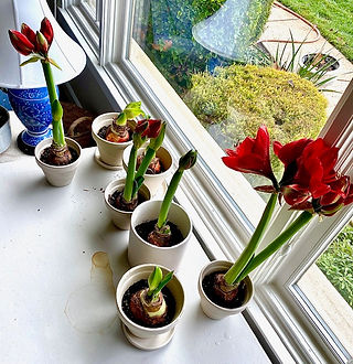 Amaryllis, forcing bulbs, christmas blooms