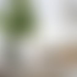 fiddle leaf fig, sitting room, modern