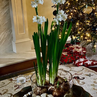 ziva paperwhites, forced bulbs, winter blooms
