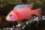 cichlid with gravel substrate, aquarium installation