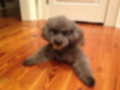 bo for website.jpeg