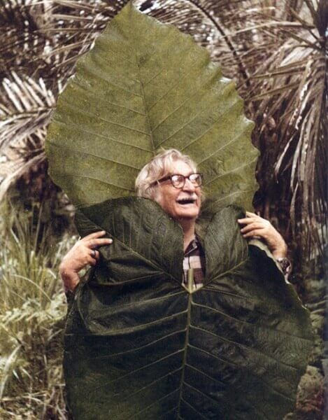 Roberto Burle Marx sorrindo envolto por folhas de pata de elefante gigantes