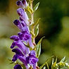 Baical Skullcap (2).jpg
