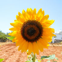 AdobeStock_192725300 Girasole.jpg