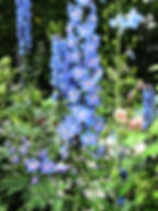 Delphinium